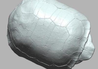 Tortoise 3D model for archival and research