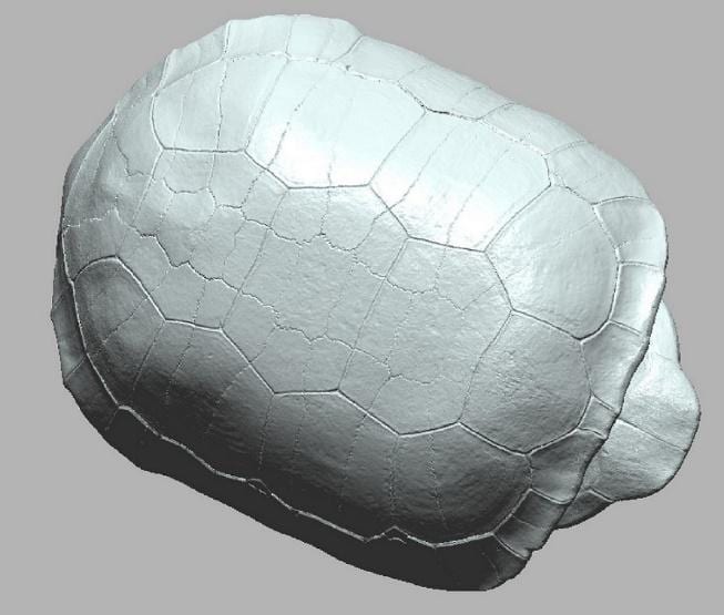 Tortoise 3D model for archival and research
